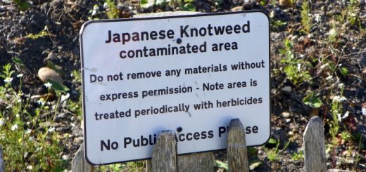 Solutions to remove Japanese knotweed *do* exist. Photograph by Peter O'Connor